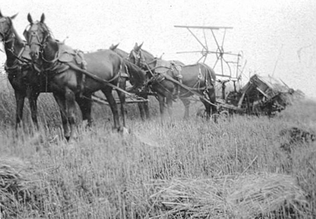 Horse-drawn Mechanical Grain Reaper