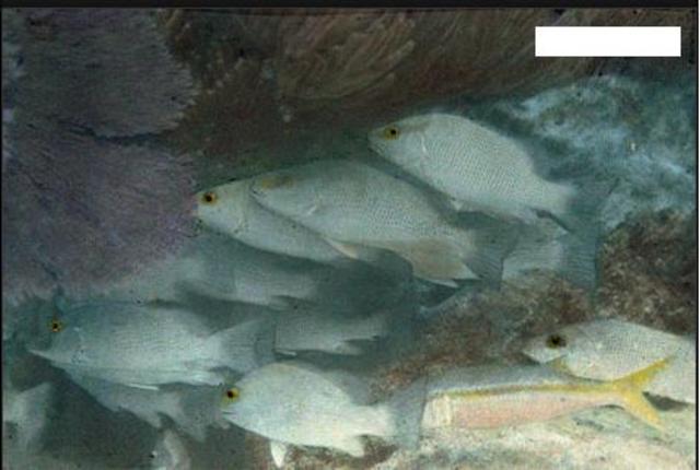 First Underwater Color Photo