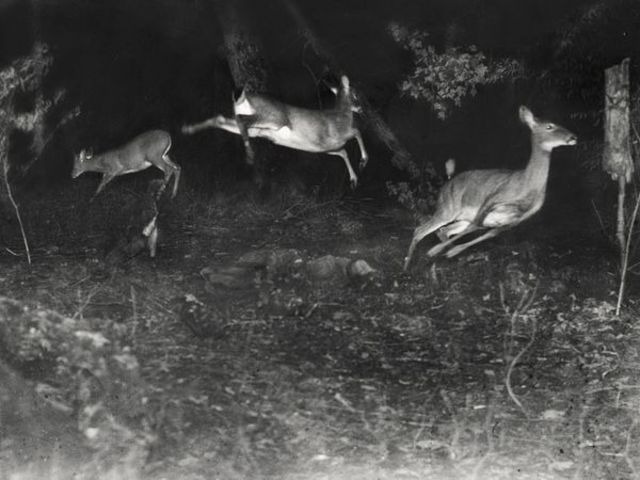 first wildlife picture taken