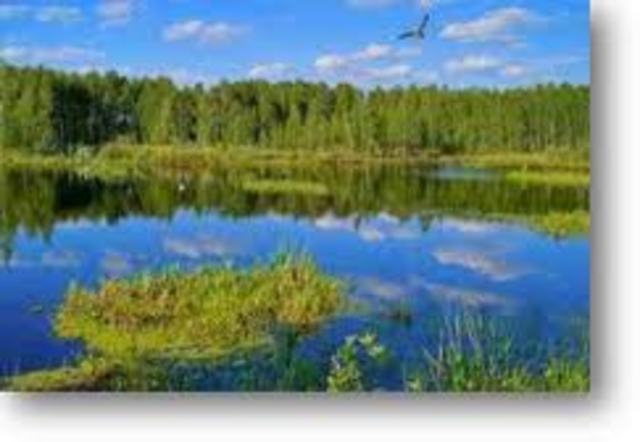 Anton van leeuwenhoek