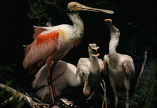 The first magazine to be published in colour