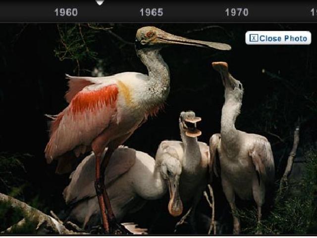 The first all colour photo