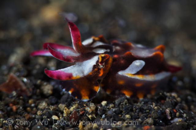 Flamboyant Cuttlefish