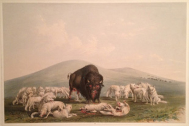 Buffalo Hunt, White Wolves Attacking A Buffalo Bull