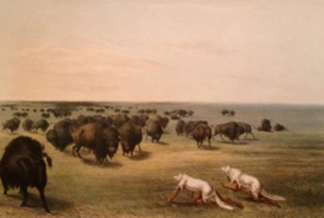 Buffalo Hunt, Under the White Wolf Skin