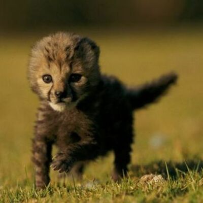 Timeline: Owen's Timeline 2013