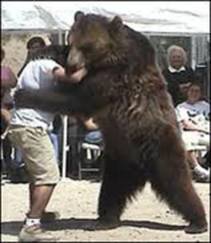 wrestle four wild bears at the same time