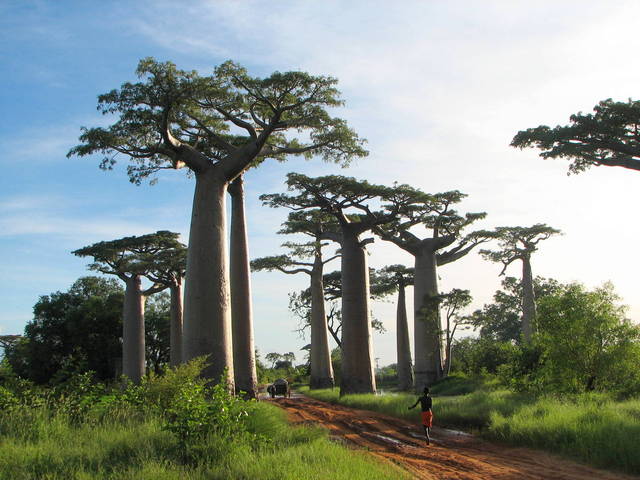 Baobab