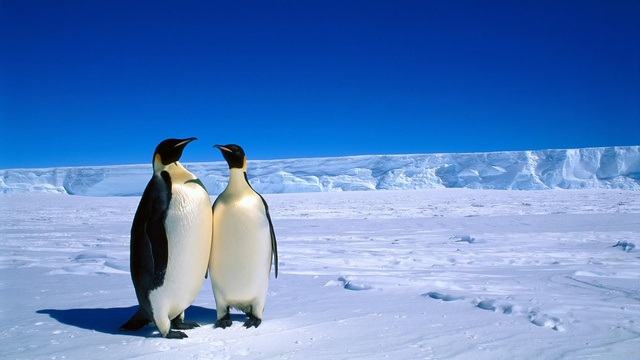 Antartica