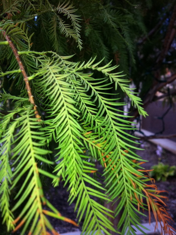 Ash catches Sewaddle and Scraggy hatches