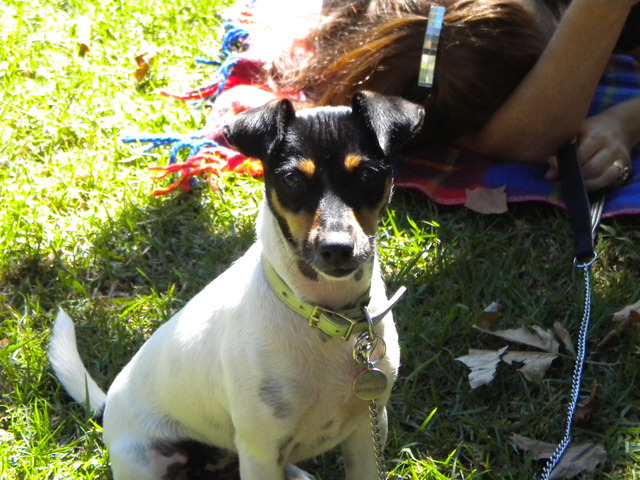 Sally The Dog Number 2