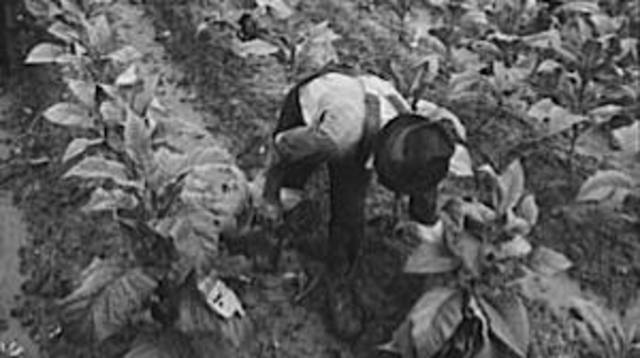 Farmers share of income Plumets