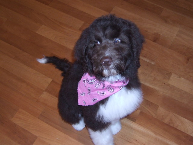 Getting 1st Dog Coco