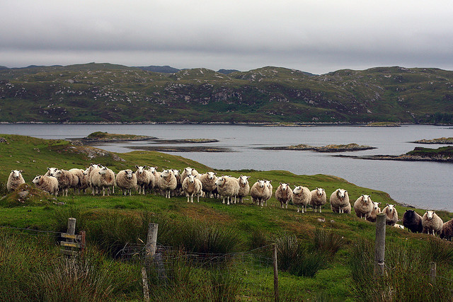 The Year of the Sheep