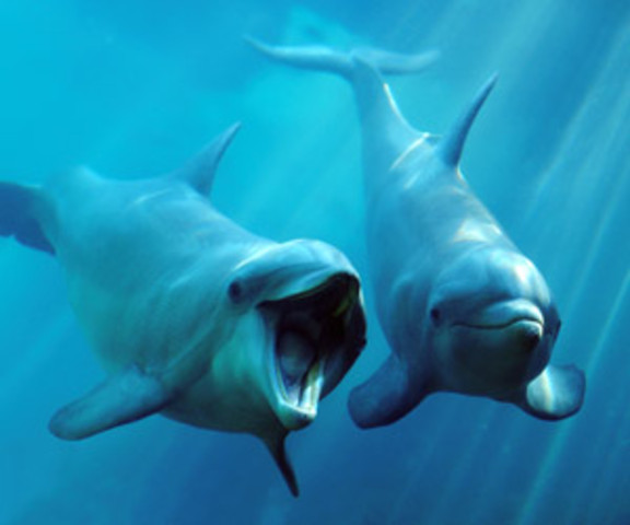 Swimming with dolphins