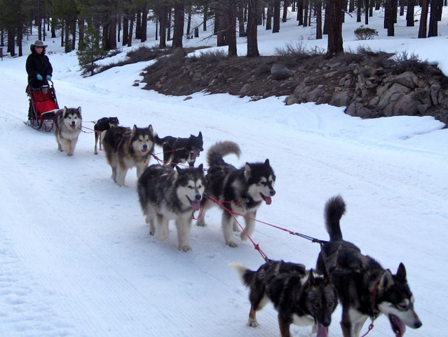 Have a Dog Sled Team