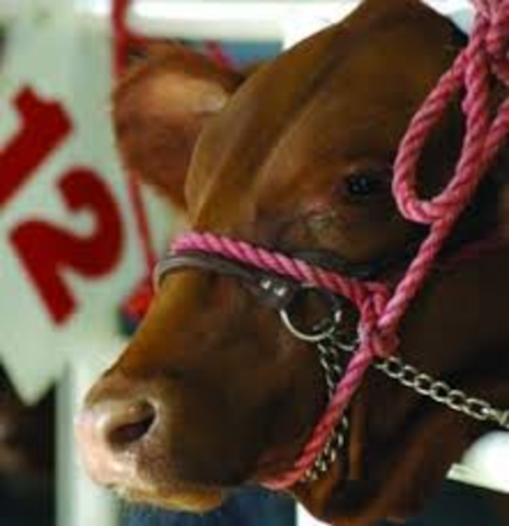 Go Show cattle in Colorado