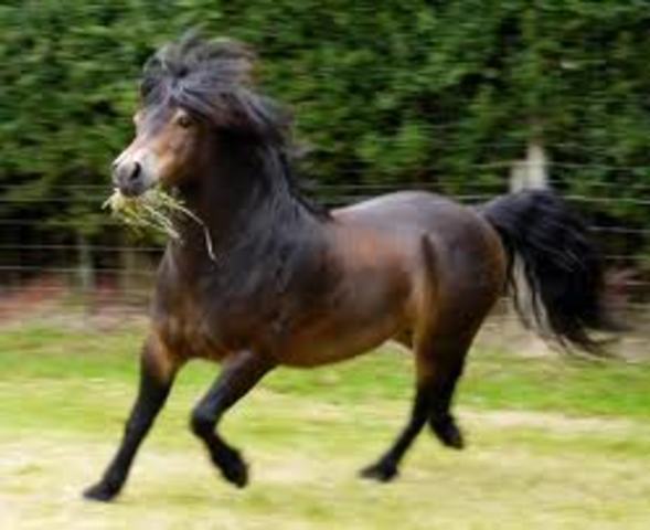 act of imperialism- horses