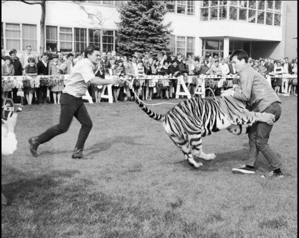 I would wrestle a tiger