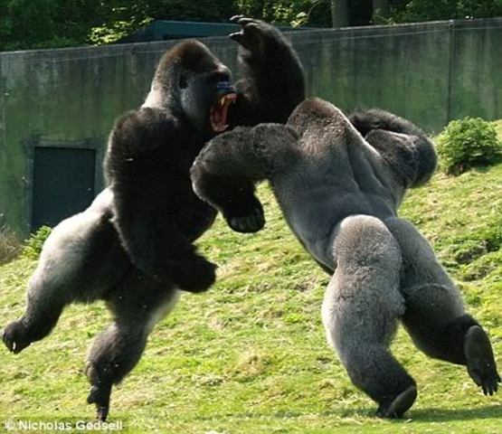 Get mauled by a gorilla