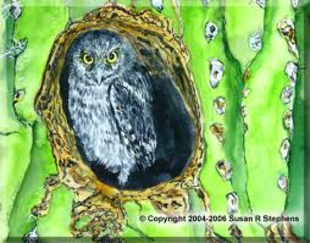 owl on cactus