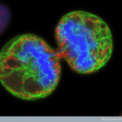 Prenatal-Germination Stage