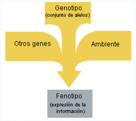 FENOTIPOS Y GENOTIPOS