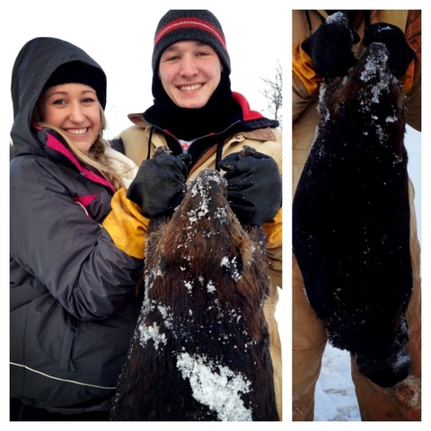 First time trapping/skinning a beaver!!