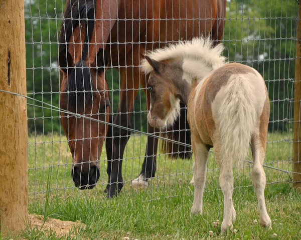 American Miniature Horse Association