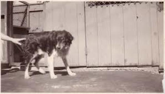 Letting go and leaving pets