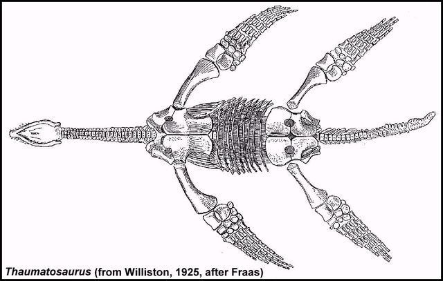 Mary Discovers Complete Plesiosaurus