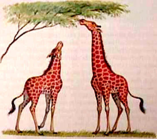 Lamarck "Line of descent" and inheritence of acquired characteristics