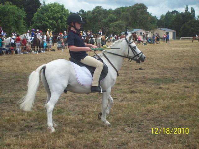 Morgan Horse show event