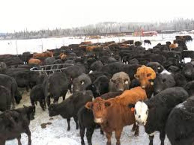 Buy a Giant Cattle and Hog Farm