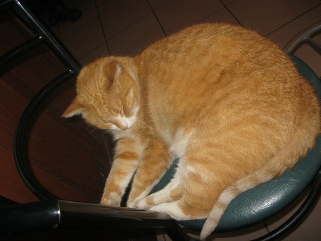 Круглый рыжий кот