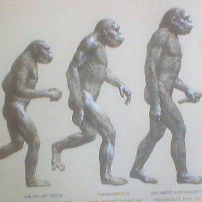 Timeline: Los Homínidos