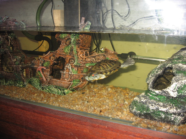 My family gets a new pet!