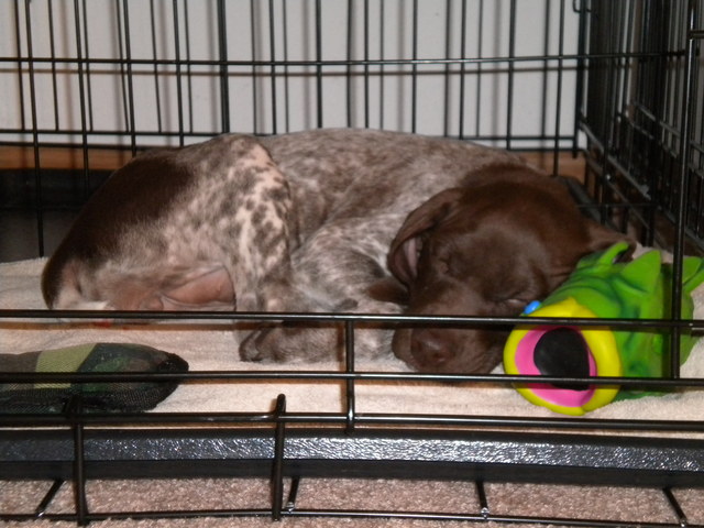 The Birth of the Beast