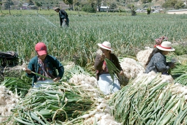 Inflación en Guatemala será de 6 por ciento en 2009