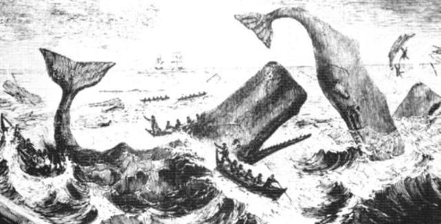 Whaling started in NZ
