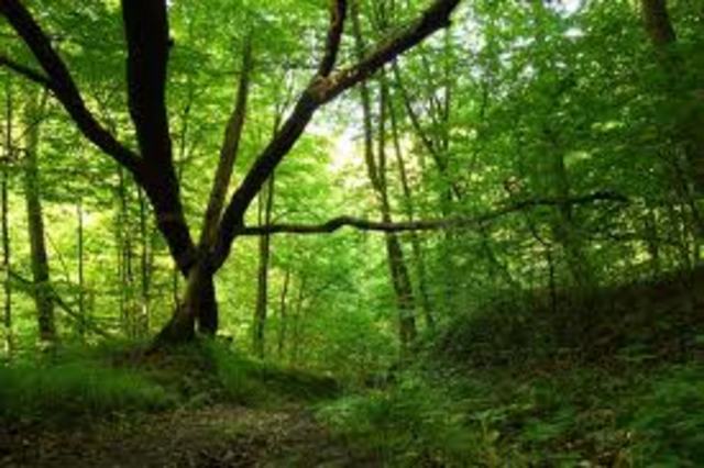 Woods Outside Master Hackler"s Farm