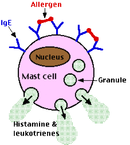 IgE Antibody is formed