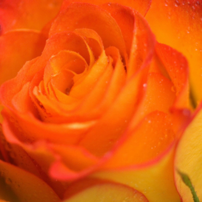 Timeline: My Blossoming Life