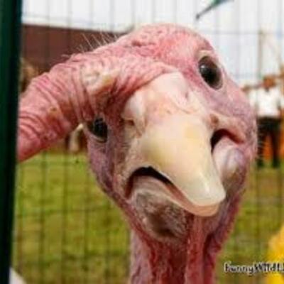 Timeline: Gobble, Gobble. Turkey Talk.