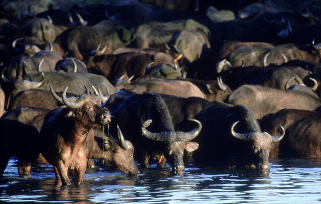 Buffalo Paunch Killed