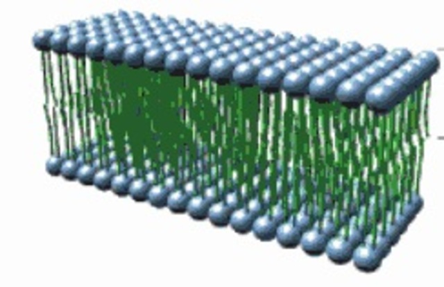 Ernest Gorter(1881 - 1954) & F. Grendel