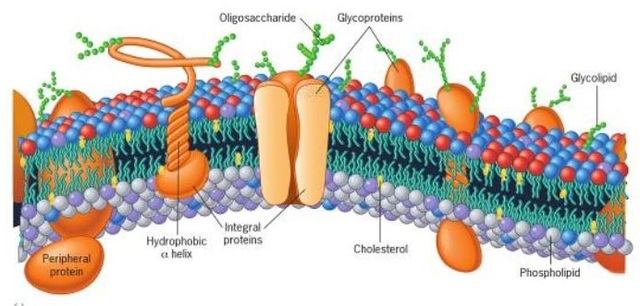 Jonathan Singer and Garth Nicolson
