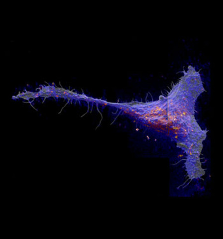 Mary Kraft, Peter Weber, Joshua Zimmerberg