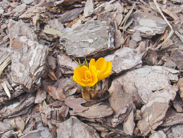 Pierwsze wiosenne kwiatki.