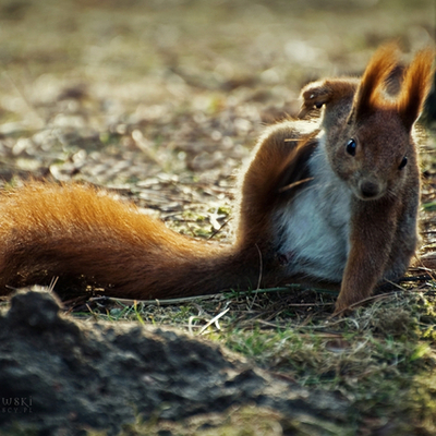 Timeline: Mrówek Wielka Historya